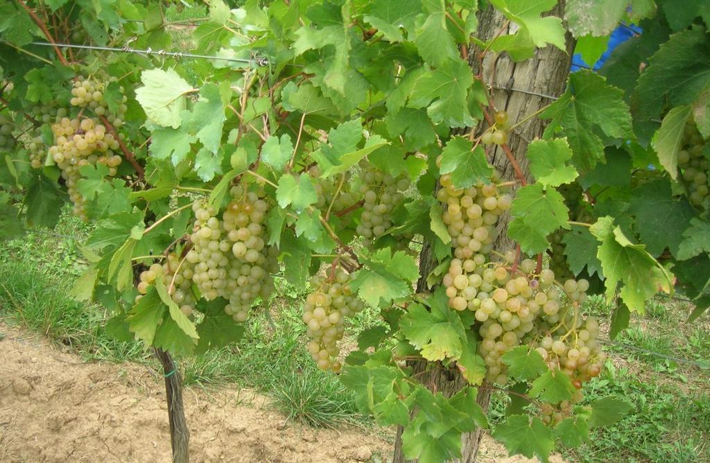 Weinbauernhof Vier Jahreszeiten Staatz Kültér fotó